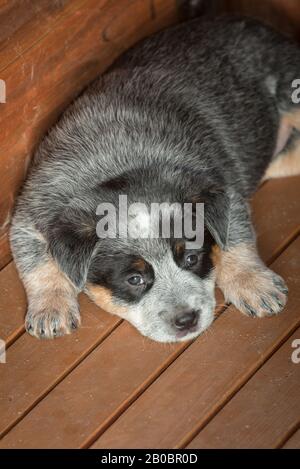 Sechs Wochen alter australischer Rinderhund Welpe. Stockfoto