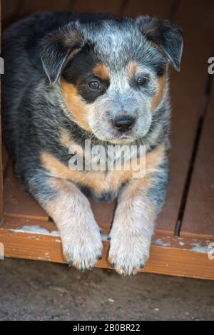 Sechs Wochen alter australischer Rinderhund Welpe. Stockfoto