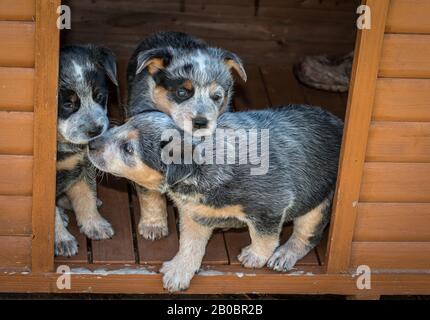 Sechs Wochen alte australische Hunde Welpen. Stockfoto