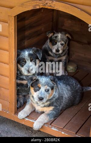 Sechs Wochen alte australische Hunde Welpen. Stockfoto