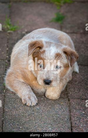 Sechs Wochen alter australischer Rinderhund Welpe. Stockfoto