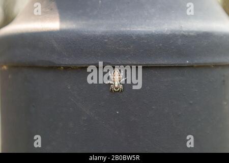 Eine Spinne auf einem großen Lampenpfosten in einem Park Stockfoto