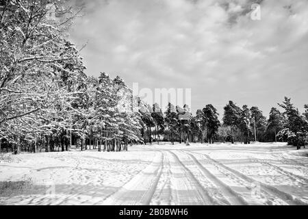 Winterstraße durch einen verschneiten Kiefernwald. Der Stadtrand des Dorfes im Winter. Schwarzweißfotografie. Stockfoto