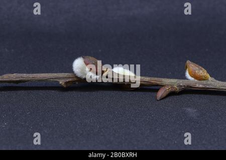 Auf einem Tisch liegt blühende Weidenschweine Stockfoto