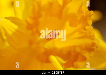 Nahaufnahme der gelben Narzissenblume Stockfoto
