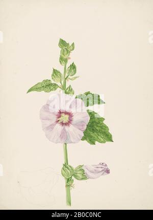 Henriette Benson Homer, Untitled (Flower Study), n.d., Aquarell, Gouache und Graphit auf nicht-weißem Taubenpapier, 15 1/2 Zoll x 10 7/8 Zoll (39,37 x 27,62 cm Stockfoto