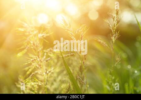 Natürliche abstrakte weichen grünen Sommer Eco sonnigen Hintergrund mit Gras- und Lichtspots in Vintage Hipster-Stil Stockfoto