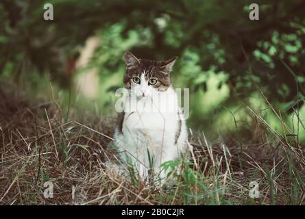 Porträt einer tabby Grauen streunenden Katze mit grünen Augen saßen und im Gras, tierischen natürlichen Hintergrund Stockfoto