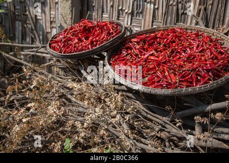 Bambuskorb mit roten Chilipapern auf einem Haufen geschnittener getrockneter Baumzweige Stockfoto