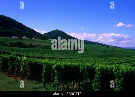 FRANKREICH, ELSASS, WEINLAND BEI COLMAR, WEINBERGE Stockfoto