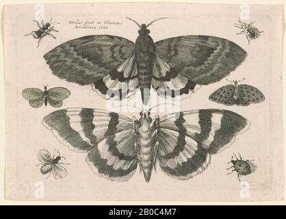 Wenceslaus Hollar, Zwei Motten und Sechs Insekten, aus Muscarum, Scarabeorum, 1646, Radierung auf cremefarbenem, antiker Laid Paper, 3 1/4 Zoll x 4 11/16 Zoll (8,2 x 11,9 cm Stockfoto