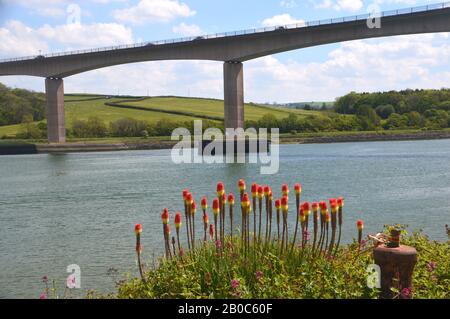 Red Hot Pokers (Kniphofia uvaria) und die River Torridge Road Bridge, Die Die A39 vom South West Coast Path, North Devon, Großbritannien, führt. Stockfoto