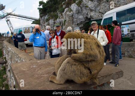 Großbritannien, GIBRALTAR, BARBARY MACAQUE (Macaca sylvanus) Stockfoto