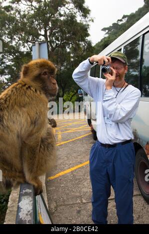GROSSBRITANNIEN, GIBRALTAR, BARBARY MACAQUE (MACACA SYLVANUS), TOURISTENFOTOGRAFIE APE Stockfoto