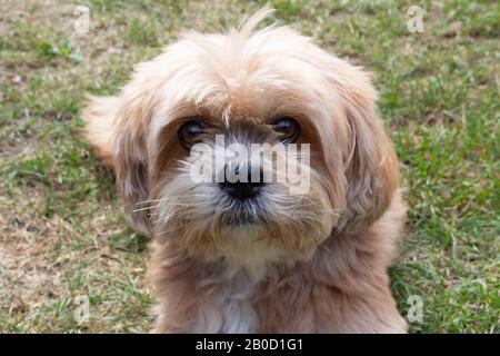 Red Lhasa Apso Hund im Garten Stockfoto