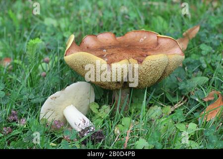 Suillus granulatus, allgemein bekannt als weinende Bolete oder granulierte Bolete, wilder Pilz aus Finnland Stockfoto