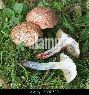 Xerocomellus cisalpinus, die Blaufoot bolete, (früher Boletus chrysenteron, die Red Cracking Bolete genannt), wilder Pilz aus Finnland Stockfoto