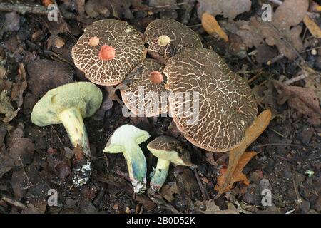 Xerocomellus cisalpinus, die Blaufoot bolete, (früher Boletus chrysenteron, die Red Cracking Bolete genannt), wilder Pilz aus Finnland Stockfoto