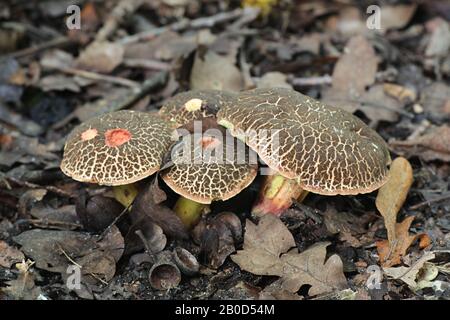 Xerocomellus cisalpinus, die Blaufoot bolete, (früher Boletus chrysenteron, die Red Cracking Bolete genannt), wilder Pilz aus Finnland Stockfoto