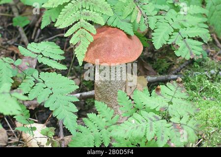 Leccinum quercinum (Leccinum aurantiacum var. quercinum), bekannt als Roteichenbolete oder rotkappter Schaberschalk, Wildpilz aus Finnland Stockfoto