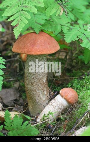 Leccinum quercinum (Leccinum aurantiacum var. quercinum), bekannt als Roteichenbolete oder rotkappter Schaberschalk, Wildpilz aus Finnland Stockfoto