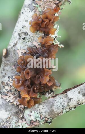 Tremella foliacea (Phaeotremella foliacea coll.), bekannt als Blatthirn, Gelee oder braune Hexenbutter, Wildpilz aus Finnland Stockfoto