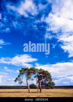 New Forest Landscape, Hants, Großbritannien. Verwitterte Schotten Pine Trees, Pinus Sylvestris Stockfoto