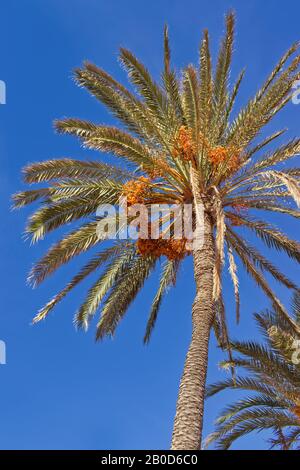 Dattelpalme gegen blauen Himmel. Palmenbaum im mediterranen Raum heimisch. Natürlich und authentisch. Stockfoto