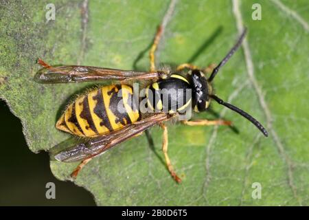 Gemeinsamer Wasp Vespula vulgaris, auch Yellowjacket genannt Stockfoto