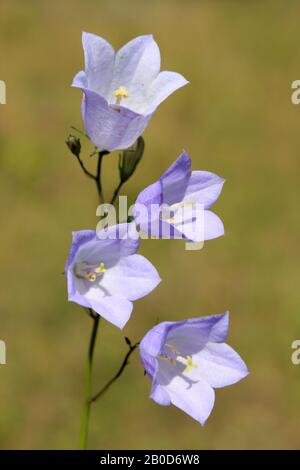 Harebell alias Scottish Bluebell Campanula rotundifolia At Minera Quarry Nature Reserve NR Wrexham, Wales Stockfoto