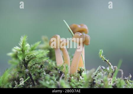 Leotia schmierica, im Allgemeinen als Geleebaby oder Quallen bezeichnet, wilder Pilz aus Finnland Stockfoto