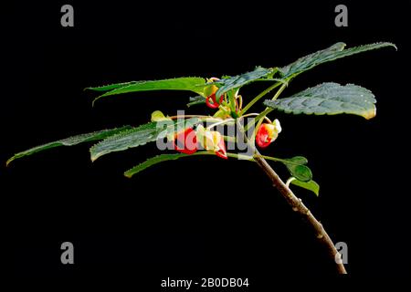 Impatiens niamniamensis, auch Papageienpflanze genannt, oder congo cockatoo mit seinen ungewöhnlichen roten und gelben Blumen isoliert auf schwarzem Grund Stockfoto