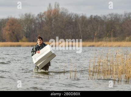 20. Februar 2020, Brandenburg, Groß Schauen: Frederik Buhrke, Leiter der Fischerei Köllitz, kommt mit leeren Kisten, die früher Glasaugen enthielten, aus dem Flachwasser. Noch am selben Tag wurden etwa 375000 Glasaale in ihre neue Heimat im Wasser des Groß Schauener Sees entlassen. Die drei Jahre alten kleinen Glasaale hatten eine lange Reise, sie wurden vor den Küsten Frankreichs gefangen. Mindestens 40 Prozent von ihnen sollen nach 8 bis 12 Jahren im Binnenwasser zu den Laichplätzen in der Sargassosee im Golf von Mexiko zurückkehren. Foto: Patrick Pleul / dpa-Zentralbild / ZB Stockfoto