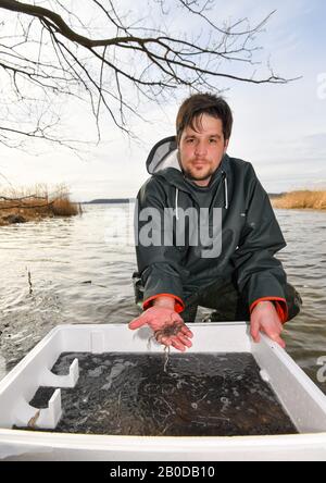 20. Februar 2020, Brandenburg, Groß Schauen: Frederik Buhrke, Leiter der Fischerei Köllitz, zeigt in einer Kiste am Ufer des Groß Schauener Sees Glasaale. Noch am selben Tag wurden etwa 375000 Glasaale in ihre neue Heimat im Wasser des Groß Schauener Sees entlassen. Die drei Jahre alten kleinen Glasaale hatten eine lange Reise, sie wurden vor den Küsten Frankreichs gefangen. Mindestens 40 Prozent von ihnen sollen nach 8 bis 12 Jahren im Binnenwasser zu den Laichplätzen in der Sargassosee im Golf von Mexiko zurückkehren. Foto: Patrick Pleul / dpa-Zentralbild / ZB Stockfoto