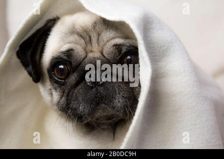 Schmückender Pug Hund Nahaufnahme Porträt unter weißer Decke. Brachycephalic Flat Face Breed PET Insurance Tierpflege Konzept Idee Stockfoto