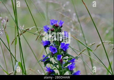 Echium vulgare Wildpflanze in der Natur Stockfoto