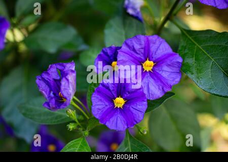 Blossom von auch ein Känguru Apple oder Poroporo genannt Solanum laciniatum oder Kängurustrauch, ausgewählte Schwerpunkte und Bokeh Stockfoto