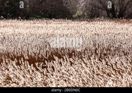 Niedriges Wintersonnenlicht auf Schilfbetten von Phragmites australis auf dem Norfolk-Kuast. Stockfoto