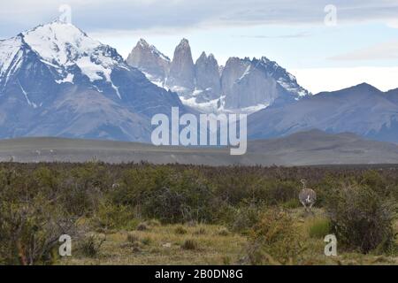 Eine patagonische Rhea steht vor der spektakulären Kulisse des schneebedeckten Torres del Paine in Alarmbereitschaft. Nationalpark Torres del Paine, Chile. Stockfoto