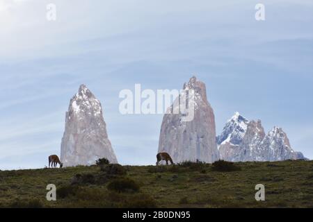 Spektakulärer Blick auf das wilde Guanaco, das Silhouette auf die majestätischen Berge von Torres del Paine in Patagonien, Chile, zeigt. Stockfoto