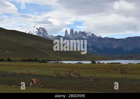 Eine Herde des patagonischen Guanaco weidet mit der spektakulären Kulisse der schneebedeckten Berge Torres del Paine. Nationalpark Torres del Paine, Chile. Stockfoto