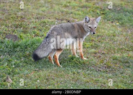 Patagonian Fox oder South American Grey Fox, die am frühen Morgen im Torres del Paine National Park in Chile jagen. Stockfoto