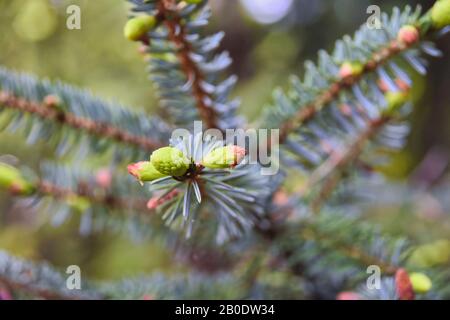Makroschuss frischer und grüner Triebe eines Tannenbaums im Frühjahr. Stockfoto