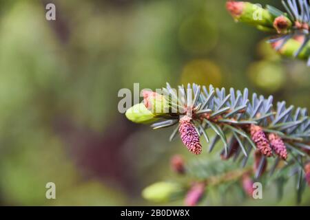 Makroschuss frischer und grüner Triebe eines Tannenbaums im Frühjahr. Stockfoto