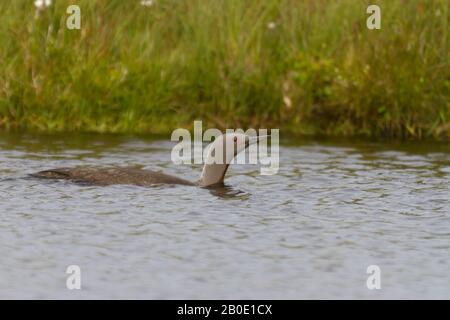 Red Throated Diver, Orkney Isles Stockfoto