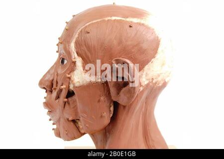 Ägypten, Gießen, Schädel, Wachs, Kunstharz, künstlicher Ton, Glas, Holz, 24 x 14 x 19 cm, 9 7, 16 x 5 1, 2 x 7 1, 2 in, 1998, England Stockfoto