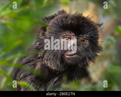 Goeldi's marmoset oder Monkey's Callimico goeldii Goeldi Stockfoto