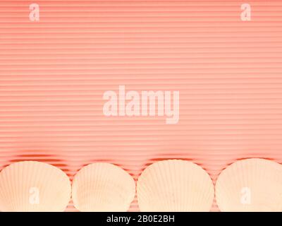 white shells on a pink background, space for text. Stockfoto