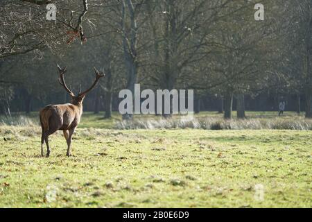 Red Deer im Wollaton Park, Nottingham, Großbritannien Stockfoto