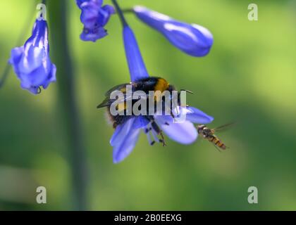 Gebucktes Hummeln (Bombus terrestris) auf einem blauen Afrikaner Lilly im frühen Morgenlicht. Nahaufnahme mit dem Hintergrund außerhalb des Fokus. Stockfoto